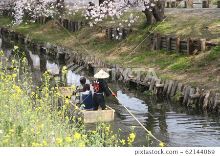 川越油菜花 62144069