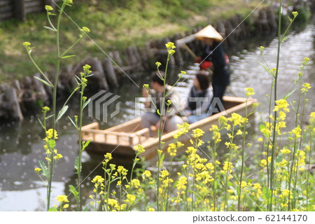 川越油菜花 照片素材 圖片 圖庫