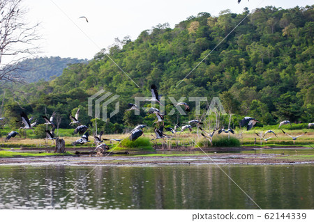 Asian openbill or Asian openbill stork on trees in Asian openbill or Asian openbill stork on trees in 62144339