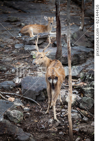 Chital, Cheetal, Spotted deer, Axis deer, National 62144416