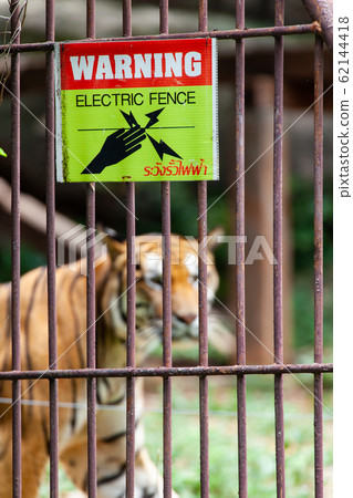 The tiger in the zoo looks at the electric wire, 62144418