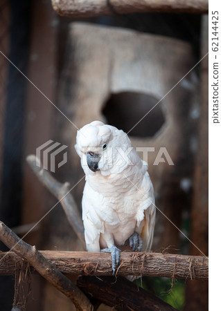 Large cockatoo, relatively large white cockatoo. 62144425