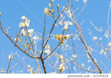 Spring coming 62144526