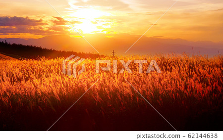 日本蒲葦的草地閃耀著夕陽的顏色（Kirigamine） 62144638