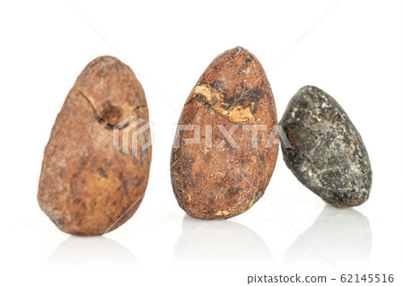 Brown cocoa bean isolated on white Brown cocoa bean isolated on white 62145516