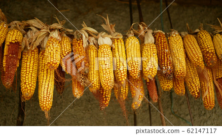 Corn dry cob ear hangs Zea mays mature ripe fresh plants agricultural field, maize grain hanging drought dried, farm farming agriculture gold yellow ornament autumn, feeding for cattle domestic Corn dry cob ear hangs Zea mays mature ripe fresh plants agricultural field, maize grain hanging drought dried, farm farming agriculture gold yellow ornament autumn, feeding for cattle domestic 62147117