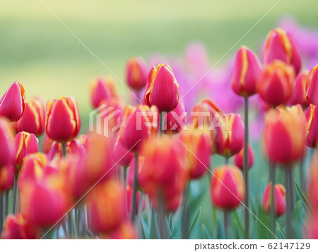 冰鬱金香 62147129