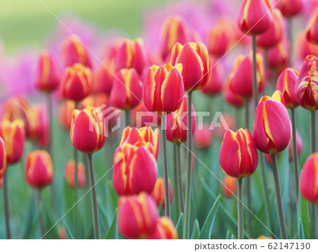 冰鬱金香 62147130