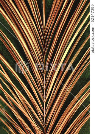 closeup of golden palm leaf on green background closeup of golden palm leaf on green background 62147399