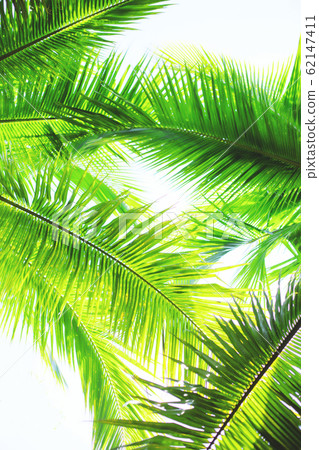 Green palm trees at sunny day on white background. 62147411
