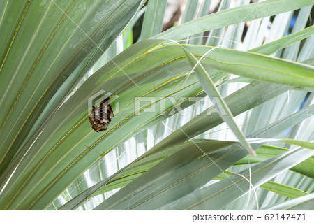 Wasp nest hanging on green palm leaves Wasp nest hanging on green palm leaves 62147471