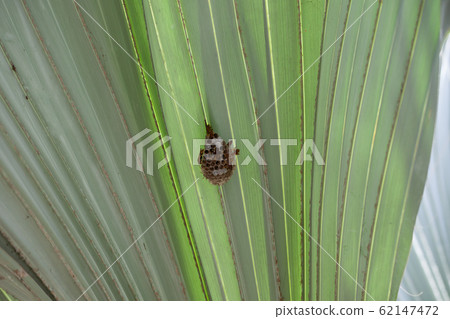 Wasp nest hanging on green palm leaf Wasp nest hanging on green palm leaf 62147472
