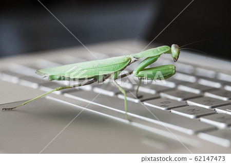 Software bug metaphor. Big green mantis is on a PC Software bug metaphor. Big green mantis is on a PC 62147473