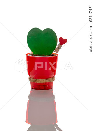 Heart-shaped hoya kerrii plant growing in red pot Heart-shaped hoya kerrii plant growing in red pot 62147474