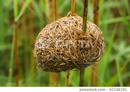birds nest in between two bamboo sticks 62148191