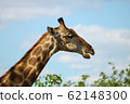 Medium headshot of a wild giraffe in Africa 62148300