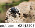 close-up of black ladybug walking on a rock 62148303