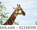 Medium headshot of a wild giraffe in Africa 62148306