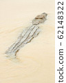 dangerous crocodile in river floating towards the next prey 62148322