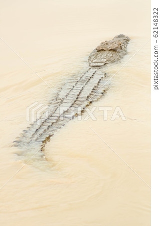 dangerous crocodile in river floating towards the next prey dangerous crocodile in river floating towards the next prey 62148322