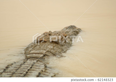 dangerous crocodile in river floating towards the next prey 62148323