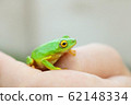 green frog with yellow eyes sitting on womans hand 62148334