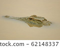 dangerous crocodile in river with open eyes 62148337