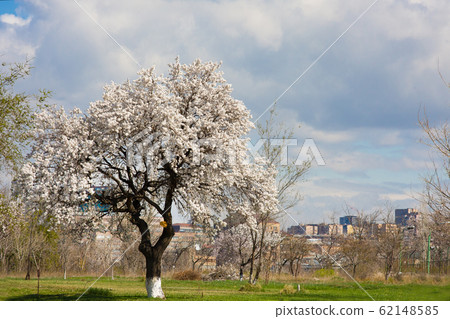 Flowering apple trees against city Yerevan , Armenia 62148585
