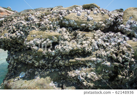 Oyster shell at the coastal of Arnhem land, Northern territory state of Australia. 62148936