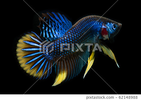 Wild nature betta splendens or wild siamese 62148988