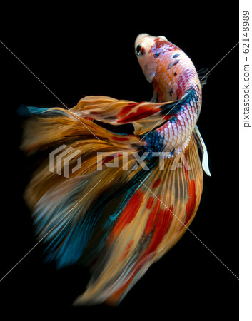 Half moon nemo betta Siamese fighting fish. Half moon nemo betta Siamese fighting fish. 62148989