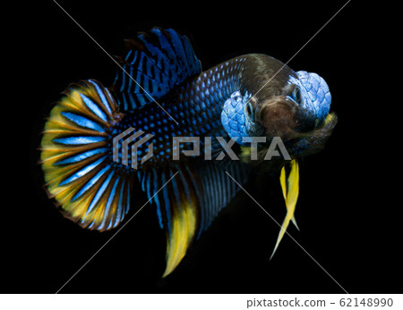 Wild nature betta splendens or wild siamese Wild nature betta splendens or wild siamese 62148990
