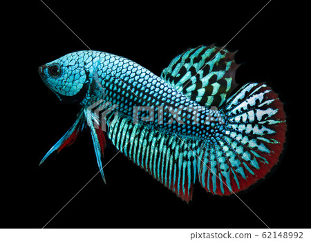 Wild nature betta splendens or wild siamese 62148992