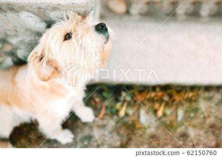 Lost dog. 62150760