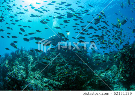 diving in colorful reef underwater in mexico diving in colorful reef underwater in mexico 62151159