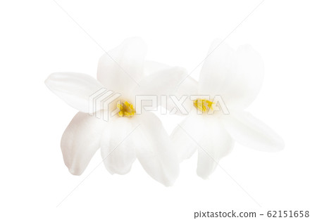hyacinth flower isolated 62151658