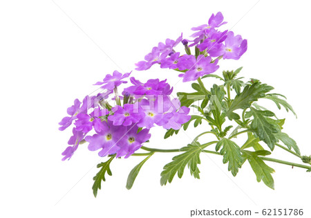 verbena flower isolated 62151786