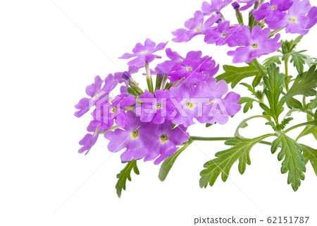 verbena flower isolated verbena flower isolated 62151787
