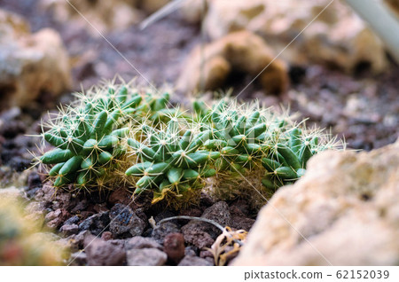 Little cactus in the garden of stones close-up 62152039