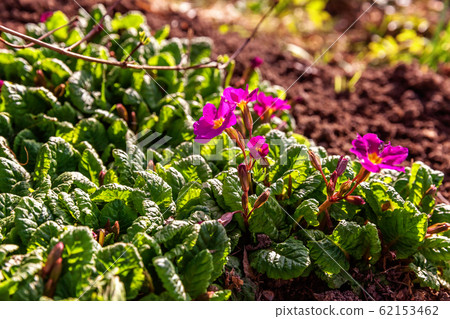 Primrose with pink flowers Primrose with pink flowers 62153462