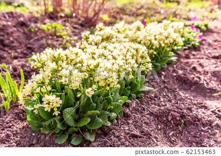 Primrose with yellow flowers 62153463
