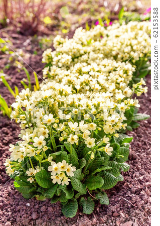 Primrose with yellow flowers Primrose with yellow flowers 62153588