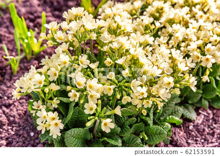 Primrose with yellow flowers Primrose with yellow flowers 62153591