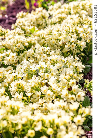 Primrose with yellow flowers Primrose with yellow flowers 62153593