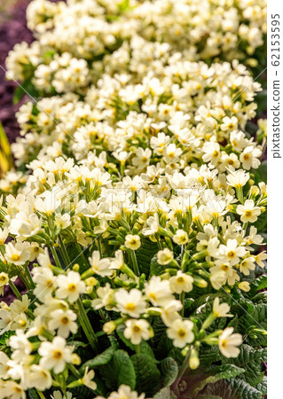Primrose with yellow flowers 62153595
