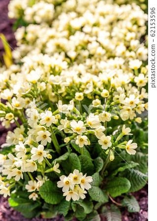 Primrose with yellow flowers Primrose with yellow flowers 62153596