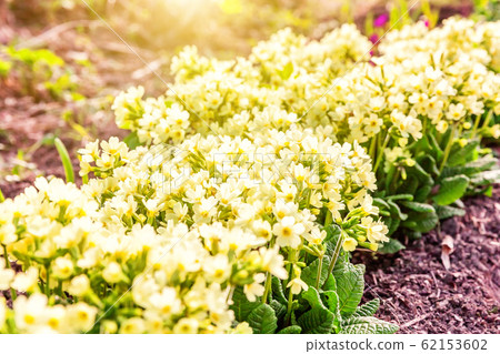 Primrose with yellow flowers 62153602