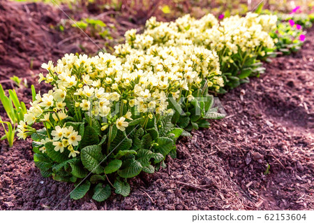 Primrose with yellow flowers 62153604