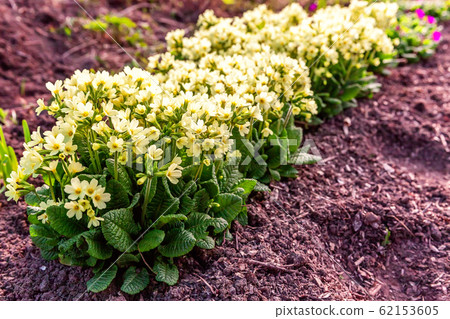 Primrose with yellow flowers Primrose with yellow flowers 62153605