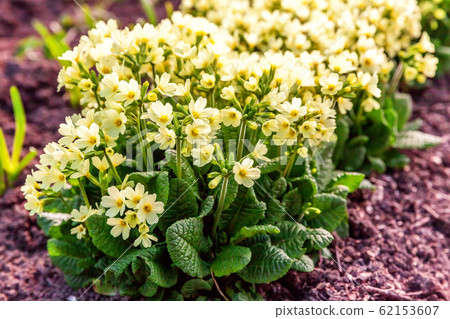 Primrose with yellow flowers Primrose with yellow flowers 62153607